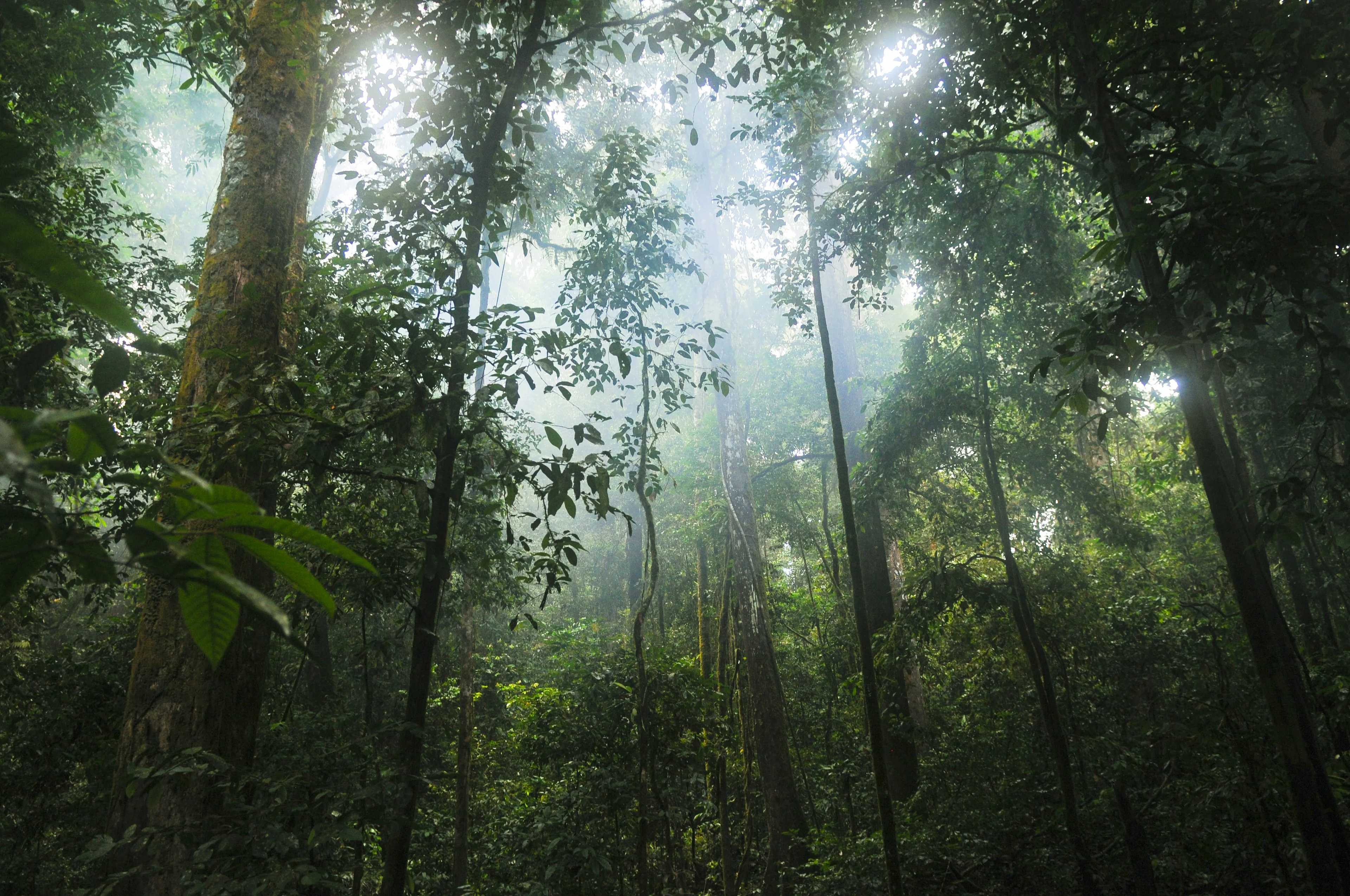 Overgrown Forest